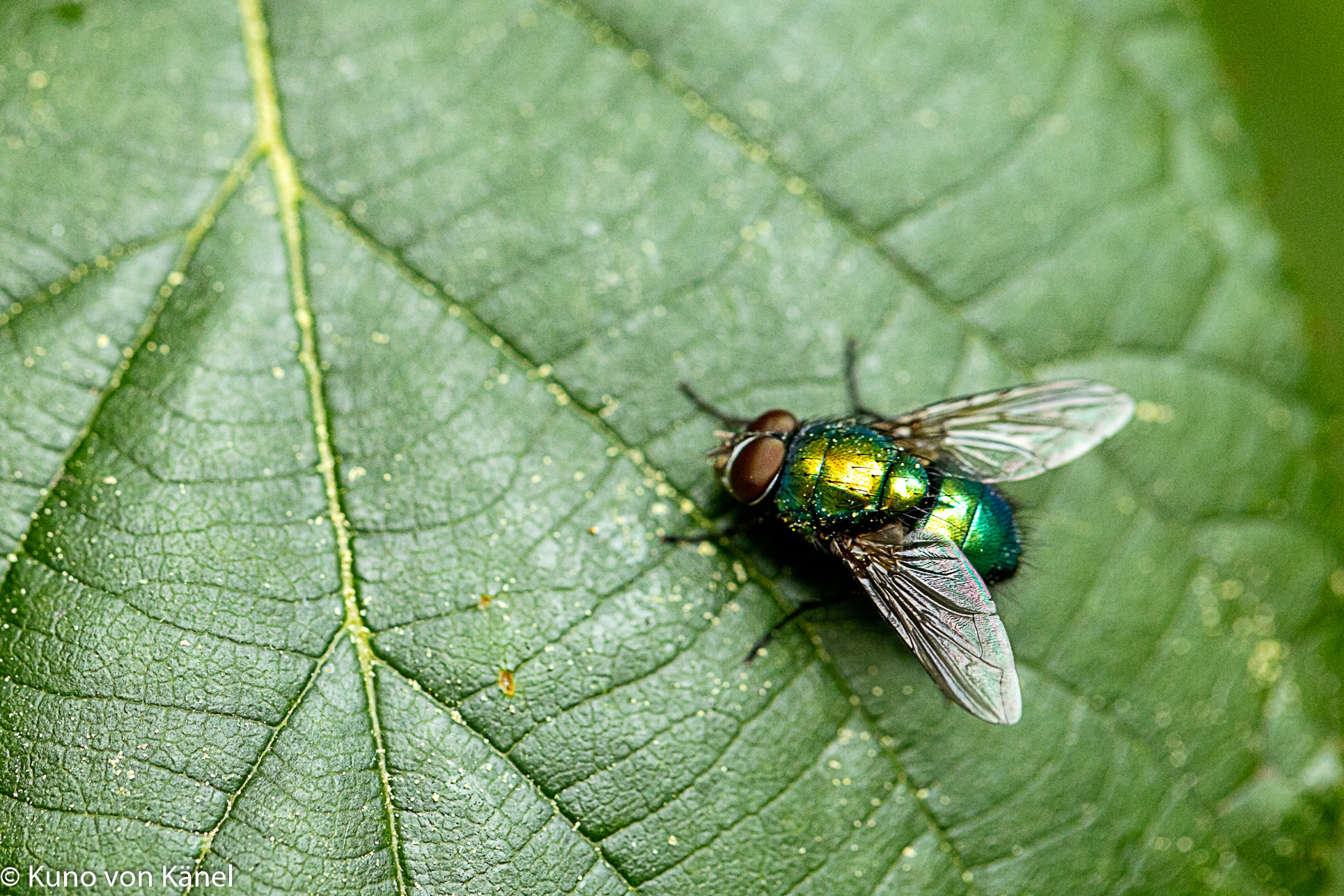 Farbige Fliege auf Blatt